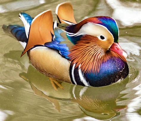 Mandarin Duck - Earth.com Mandarin Duck