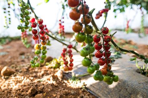 Growing Cherry Tomatoes in the Pots and Put on a Steel Rack in the Green House Stock Photo ...