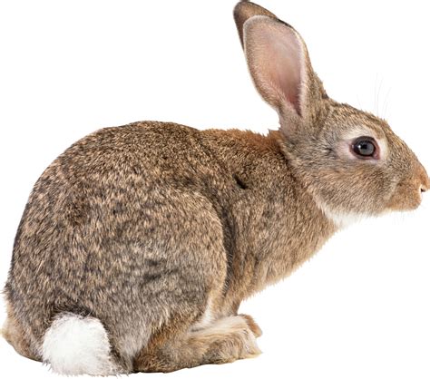 Rabbit pictures, Cute animals, Animals images