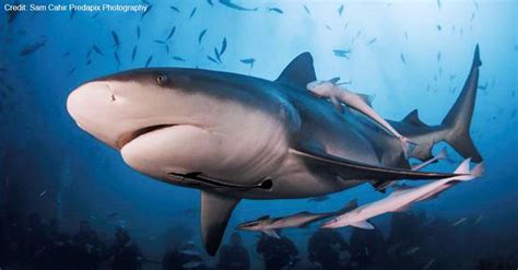 WWF Sharks | Sharks and Rays | Shark Facts