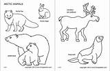 Arctic Polar Animals  Free Printable Templates & Coloring Pages sketch template