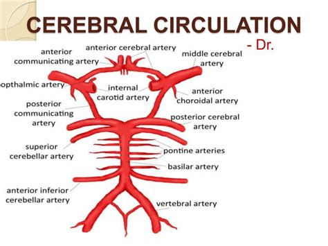 Cerebral circulation