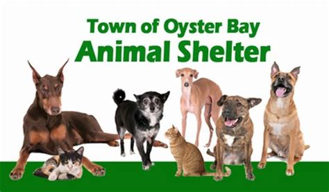 Green Bay Animal Shelter Adoptable Dogs - Get More Anythink's