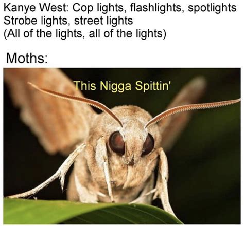 Moth memes are the best memes. Change my mind. : r/Memes_Of_The_Dank