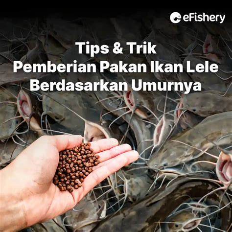 Tips & Trik Pemberian Pakan Ikan Lele Berdasarkan Umurnya