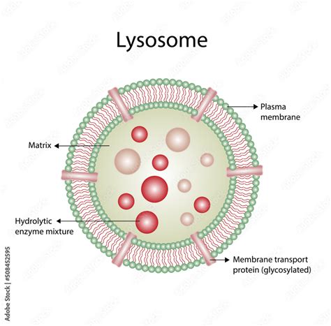 Lysosomes Structure
