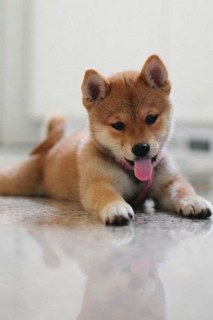 ISFP: SHIBA INU : Fox-like in appearance with upright ears, this ...