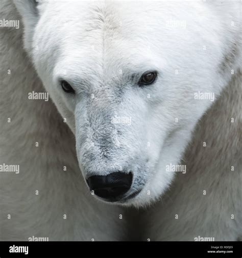 Polar Bear Portrait Stock Photo - Alamy