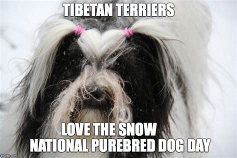 National dog day Memes