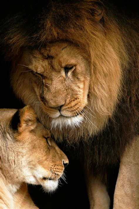 Lion Love, Pair of African Lions at Artis - Limited Edition Fine Art Photography by Stephen W. Oachs