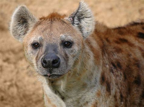 Hyena - A-Z Animals