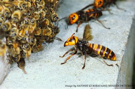 Apiary Program: Exotic Hornets