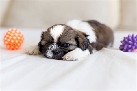 Training a Shih Tzu Puppy: Growth Timeline & Milestone