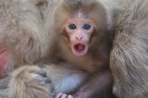 Baby Rhesus | Monkey Babies | Pinterest