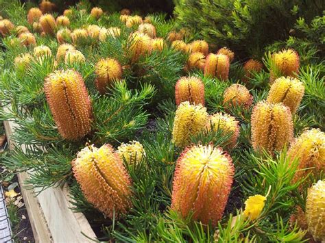 Star of the season Dwarf Banksia | Australian garden, Native garden, Australian native garden