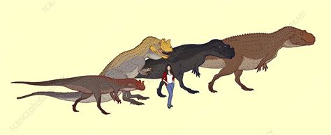 Ceratosaurus size comparison - Stock Image - C027/5870 - Science Photo Library