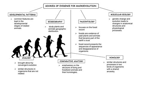 Sources of Evidence for Macroevolution - Foundation of Zoology - Studocu