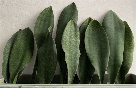 #Sansevieria #masoniana #WhaleFin #SnakePlant | Snake plant, Unique plants, Cacti and succulents