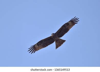 Black Kite Flying Blue Sky Stock Photo 1365149513 | Shutterstock