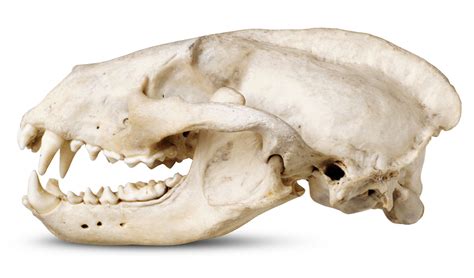 Badger Teeth | Badger Skull Picture | DK Find Out