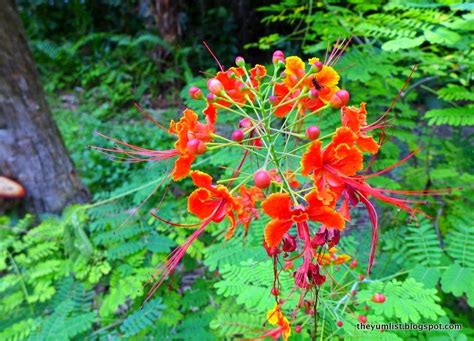 Nature at The Andaman, Datai Bay, Langkawi - The Yum List