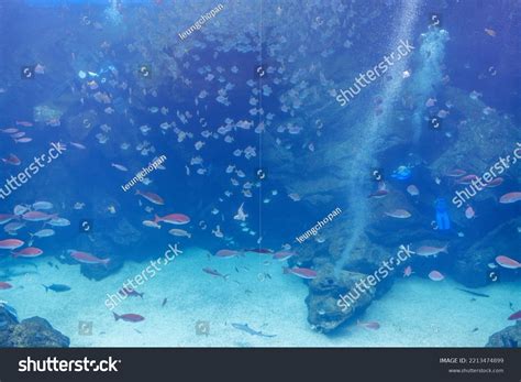 Big Fish Water Tank Aquarium Stock Photo 2213474899 | Shutterstock