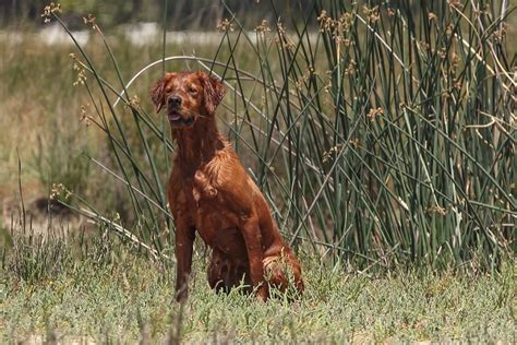 What Kind Of Hunting Dog Is A Golden Retriever