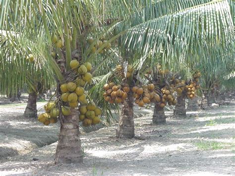 The Basics of Starting a New Coconut Plantation