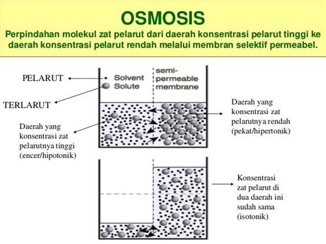 Contoh Difusi Cairan Tubuh - Contoh Tempo