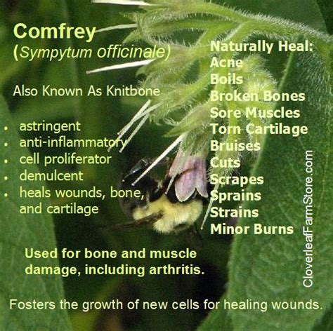 What is Comfrey Herb Good For? History of Use - Herbal Encyclopedia