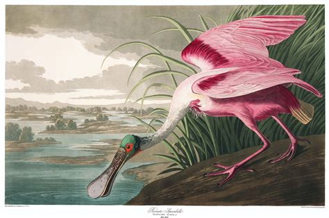 John James Audubon’s Entire ‘Birds of America’ Now Downloadable | Hi-Fructose Magazine