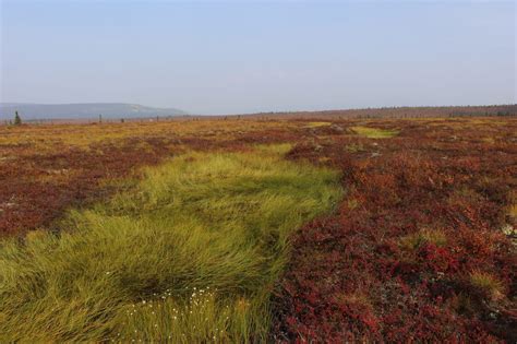 What are the impacts of shifting Arctic tundra vegetation?