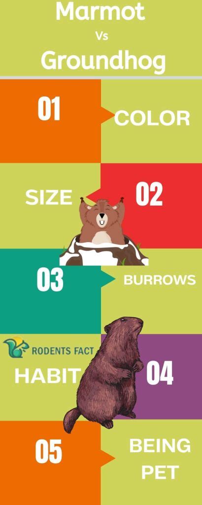 What Is the Difference Between a Marmot and a Groundhog? 5 Identical Differences