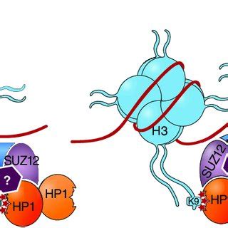 EZH2 depletion induces loss of HP1 from chromatin at H3K27me3-enriched ...