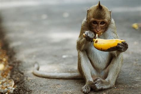 Zoo monkeys banned from eating BANANAS because they are too 'unhealthy' - Mirror Online