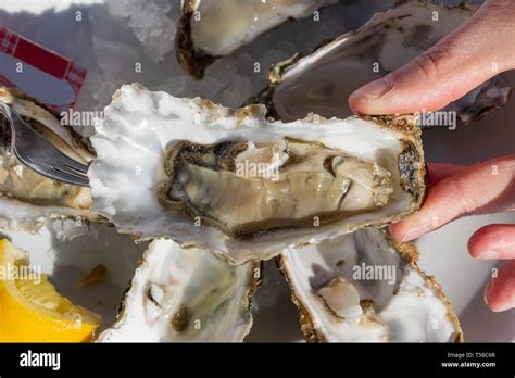 Arcachon Oysters High Resolution Stock Photography and Images - Alamy