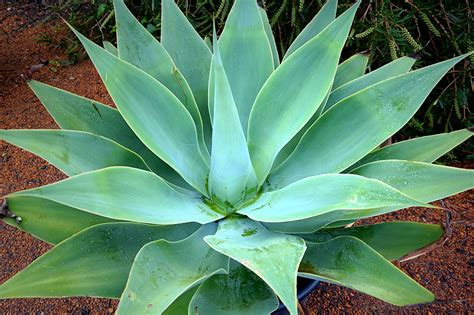 Agave Attenuata | Lakeside Plants & Nursery