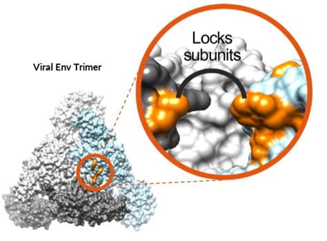 Epitope Mapping, Epitope Mapping Service | Integral Molecular