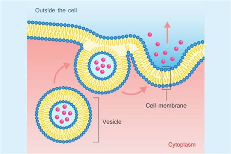 A Definition of Exocytosis With Steps and Examples