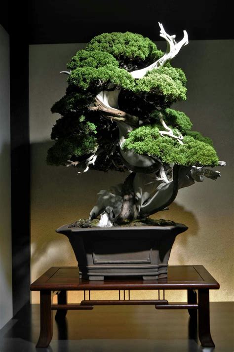 Bonsai Acer Palmatum, Bonsai Plants, Bonsai Garden, Mini Garden, Vertical Garden, Flowers ...