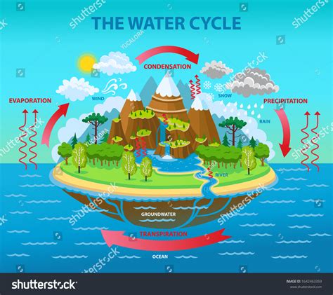 Water Cycle Vector Cartoon Illustration 库存矢量图（免版税）1642463359 | Shutterstock