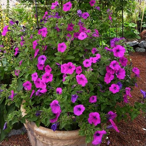 Wild Petunia Flower Seeds petunia Violacea 100seeds | Etsy