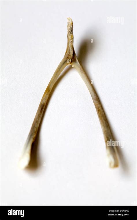 Furcula or Wishbone from a Chicken Stock Photo, Royalty Free Image ...