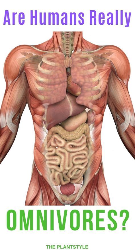 Are humans anatomically and instinctually omnivores? What diet do humans tend to thrive on most ...