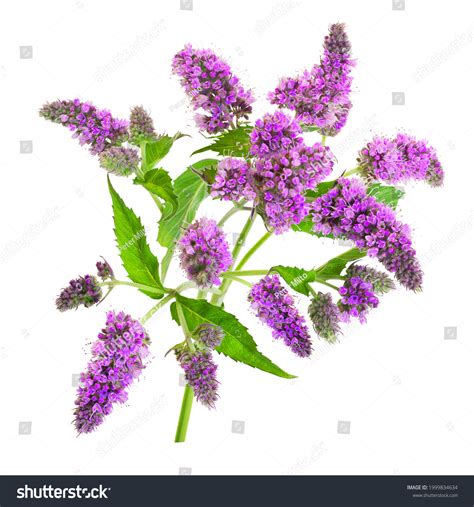 6,588 Melissa Flower Images, Stock Photos & Vectors | Shutterstock