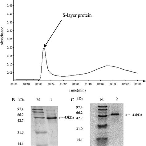 A mass spectrometry analysis and amino acid sequence analysis of ...