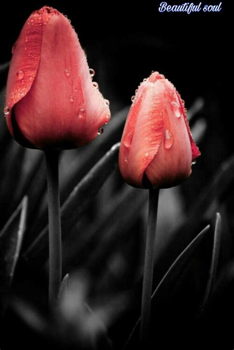 Pin by Gulnaza on Tulip | Color splash photography, Color splash ...