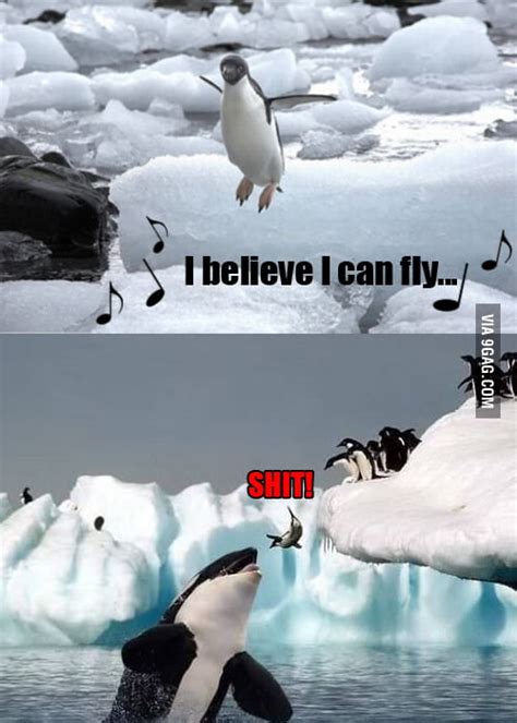 Flying penguins - 9GAG