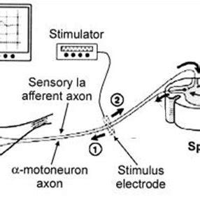 2 Schematic representation of the monosynaptic (1, 2) and polysynaptic... | Download Scientific ...