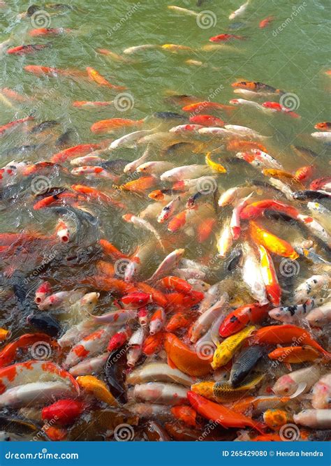 A Collection of Goldfish in a Fish Pond Stock Photo - Image of ...